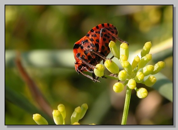 Graphosoma lineatum e Reduvius personatus